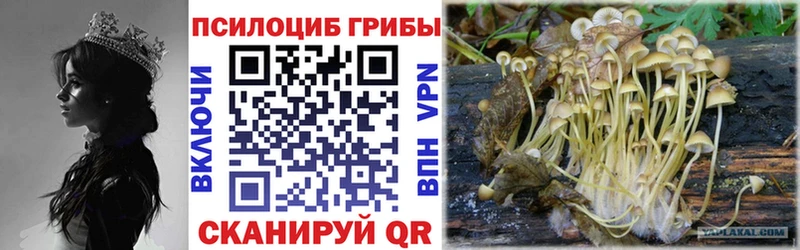 купить   Моршанск  дарк нет клад  Псилоцибиновые грибы Psilocybine cubensis 